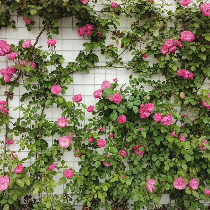 Roseblossomsonwall Preview Full Jpg